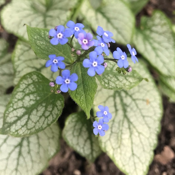 Meet your Posher, Drea - Picture 1 of 2